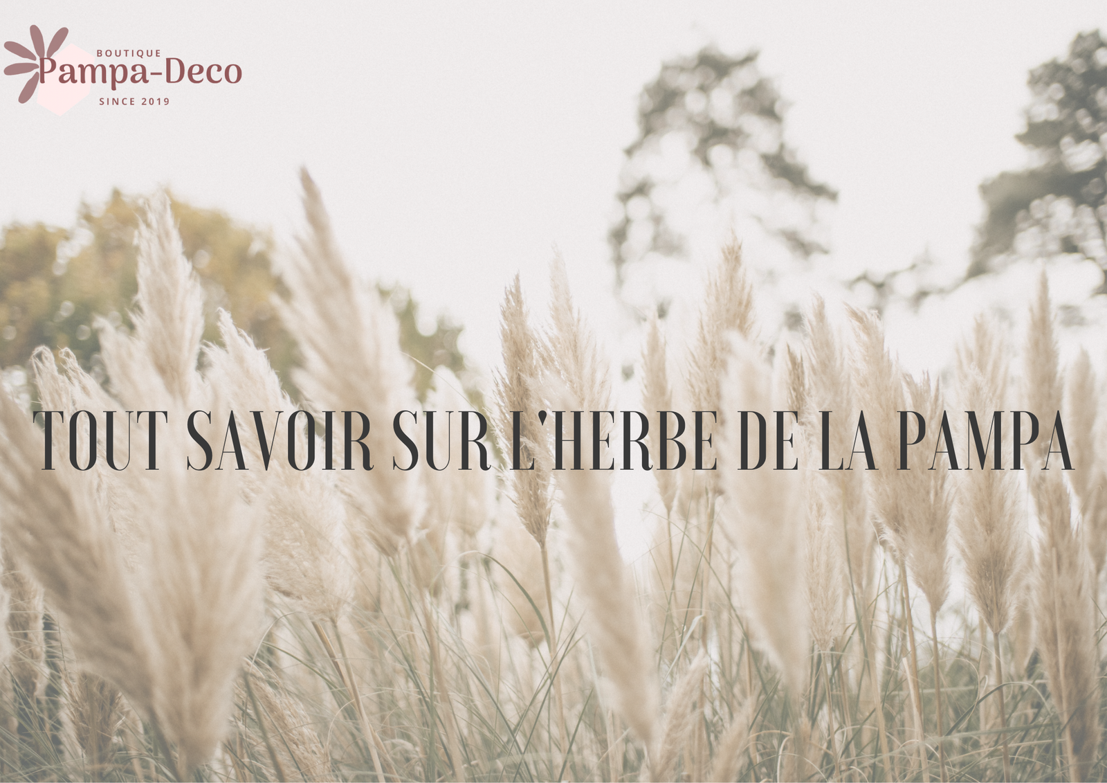 information herbe de la pampa