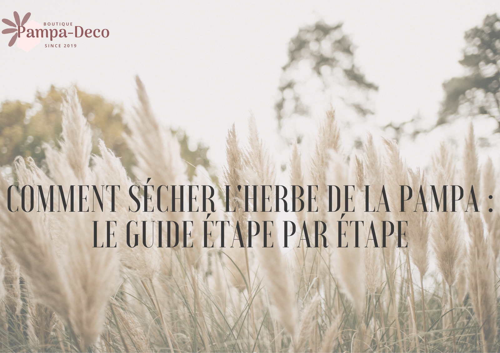 Guide faire sécher herbe du pampa