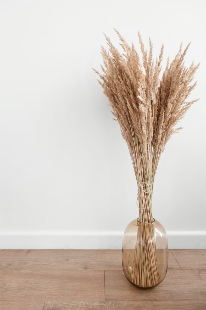Pampa dans Vase