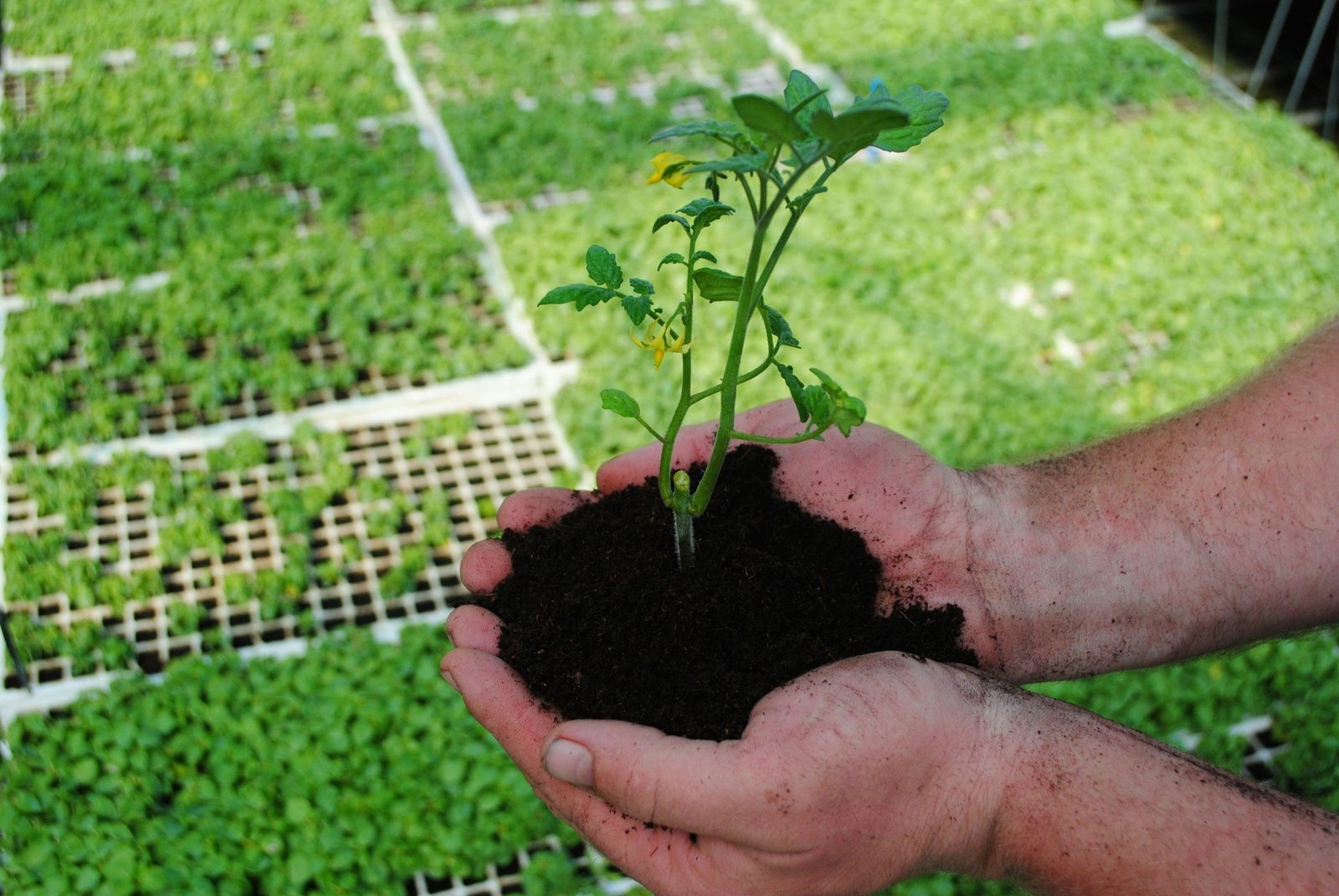 engrais plant